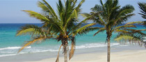 Beach palms
