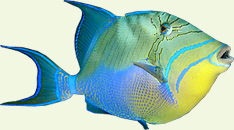 Triggerfish called Cochino in Bay of Pigs
