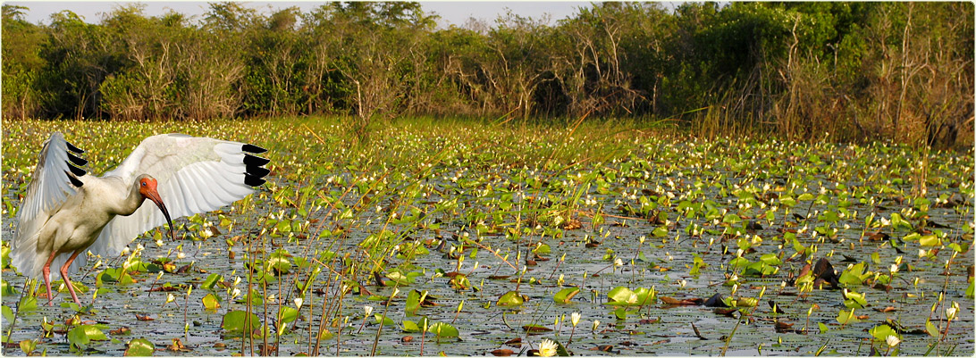 Zapata Wetland