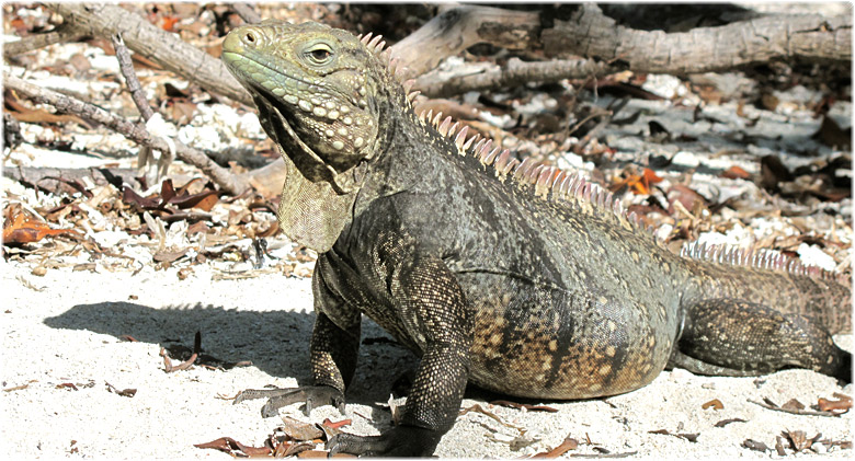 Cayo Iguana Cuba