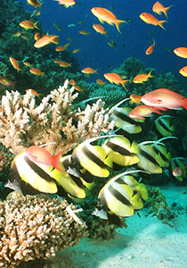 Cayo Santa Maria coral reefs 