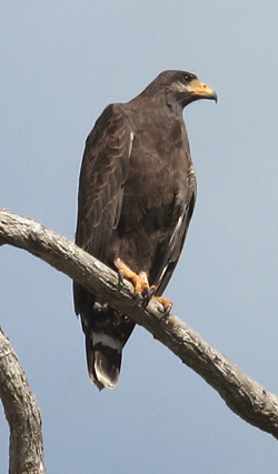 Cuban Eagle in Cabo de San Antonio