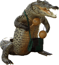 Zapata Peninsula crocodile 