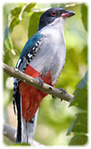 Tocororo Cuba national bird
