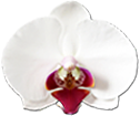 Orchid