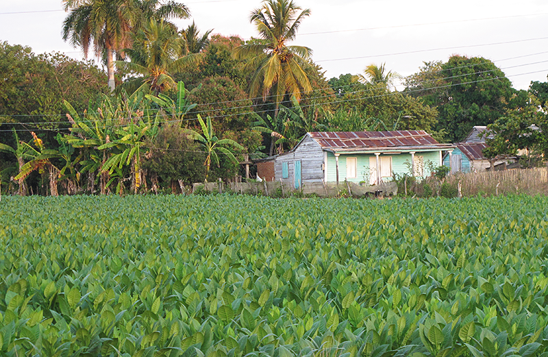 tobacco crops