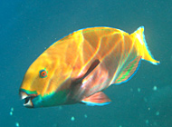 Peninsula Zapata snorkeling