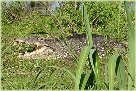 Cuban Alligator